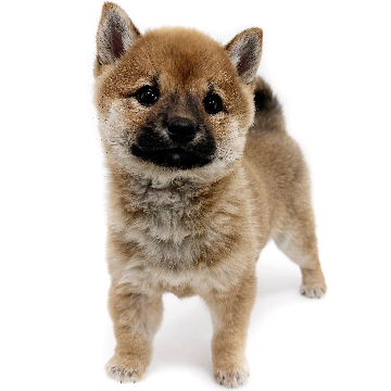 animal_image