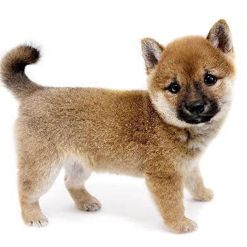 animal_image