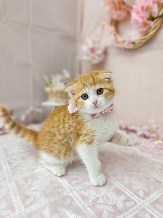 animal_image