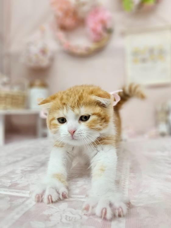 animal_image