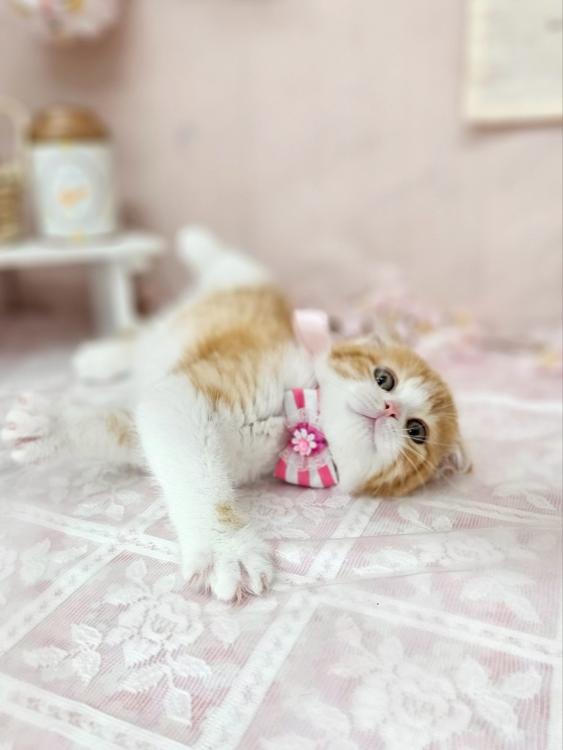 animal_image