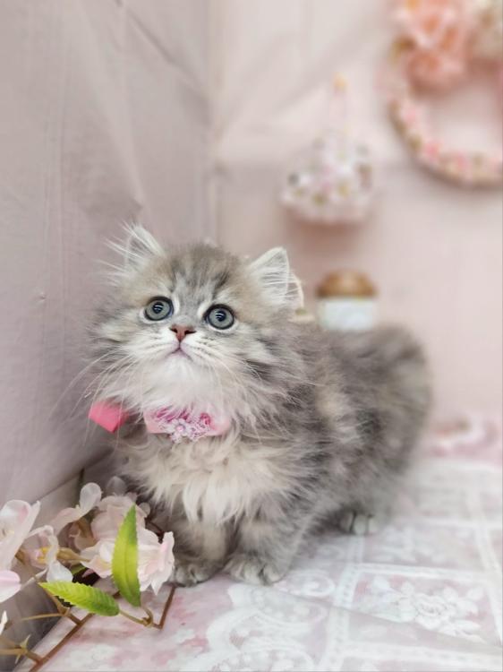 animal_image