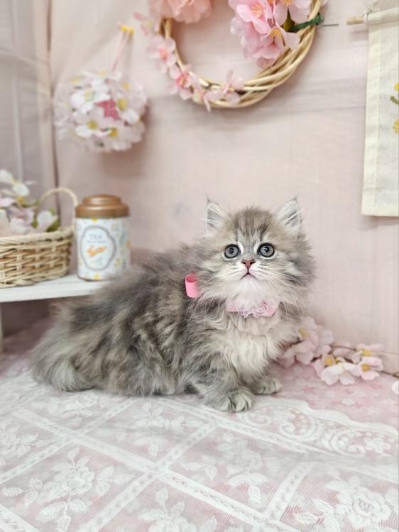 animal_image