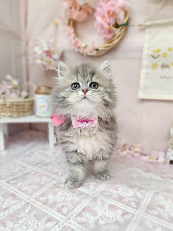 animal_image