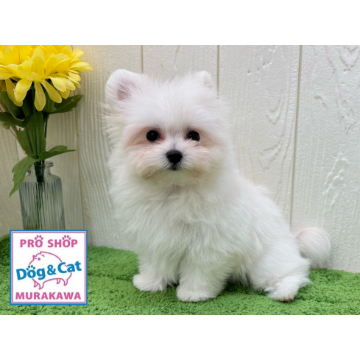 animal_image