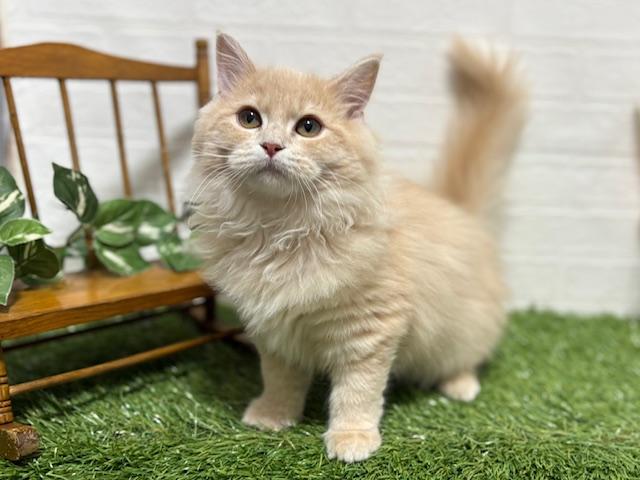 animal_image