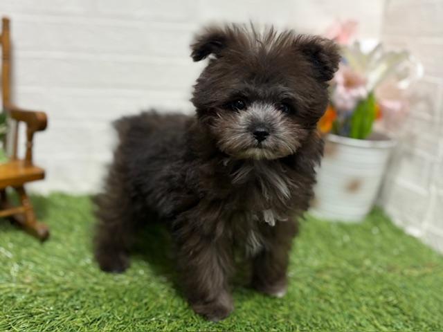 animal_image