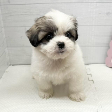 animal_image