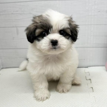 animal_image
