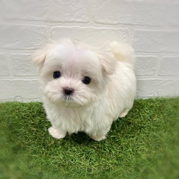 animal_image