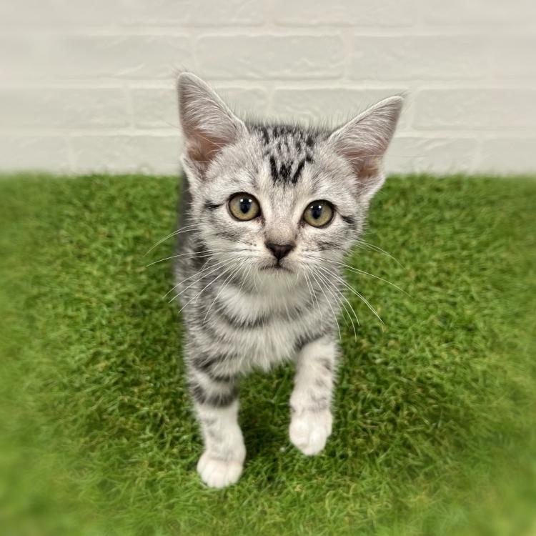 animal_image