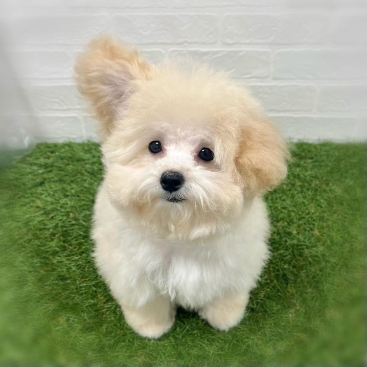 animal_image