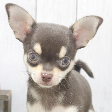 animal_image