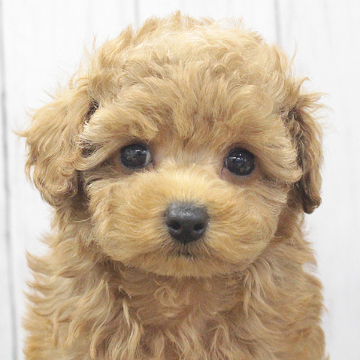animal_image