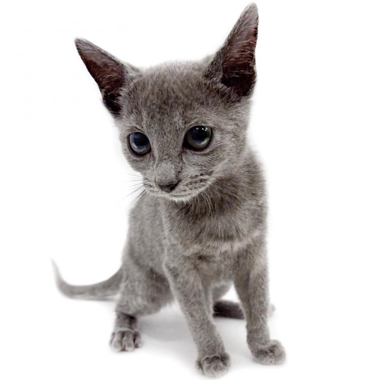 animal_image