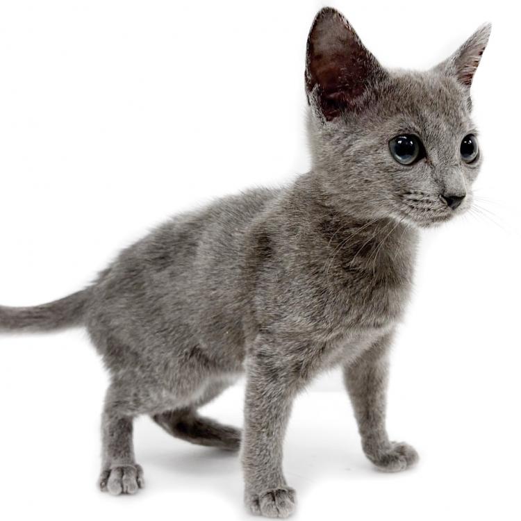 animal_image