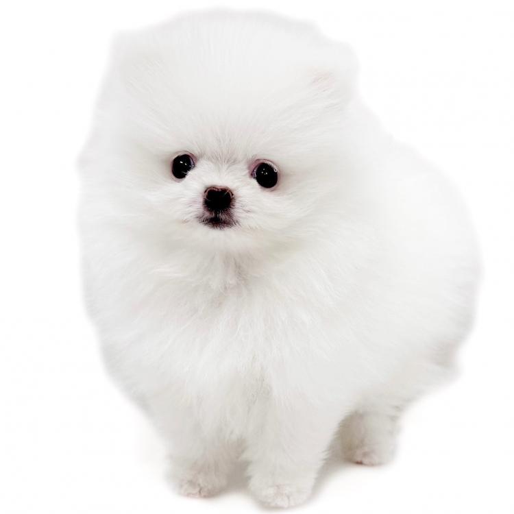 animal_image