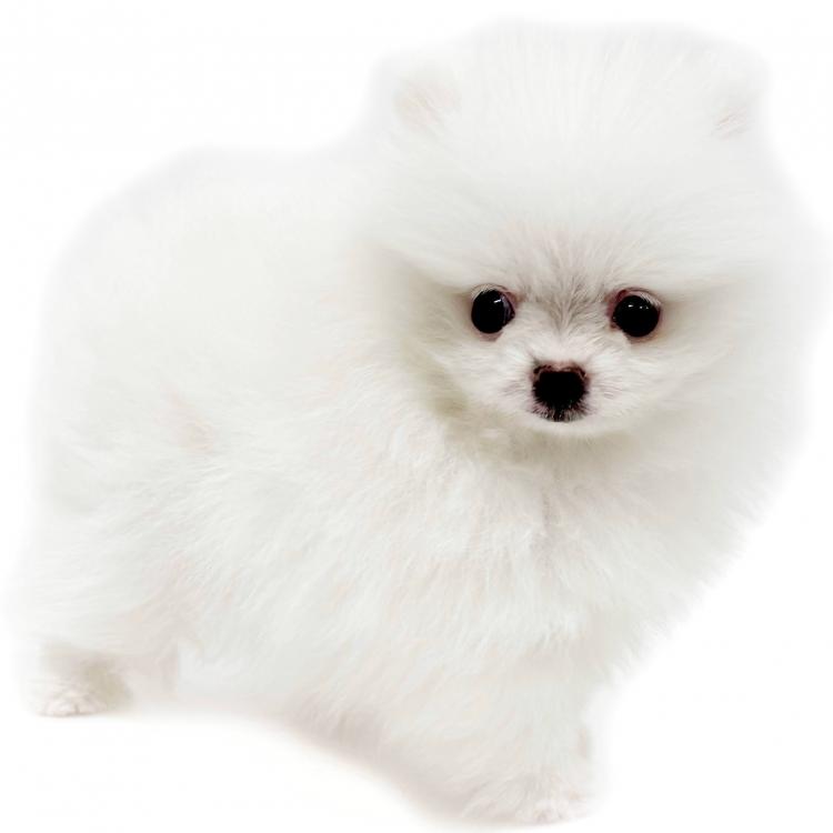 animal_image