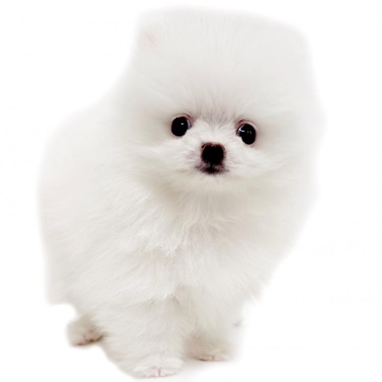 animal_image