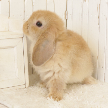 animal_image
