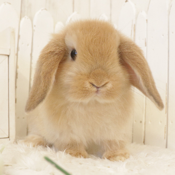 animal_image