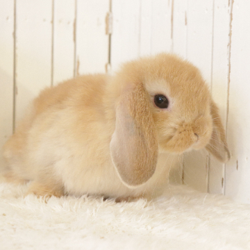 animal_image