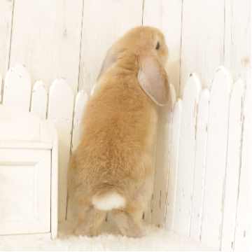 animal_image