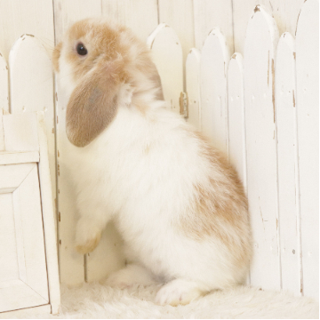 animal_image