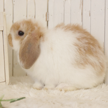 animal_image