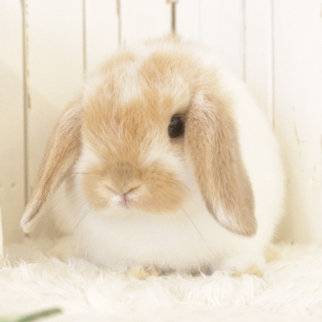 animal_image
