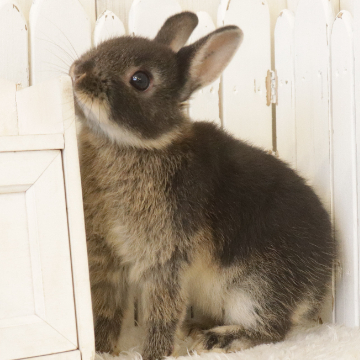 animal_image