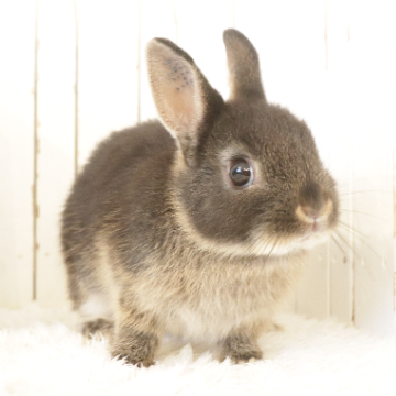 animal_image