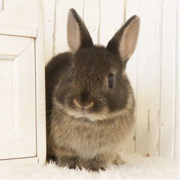 animal_image
