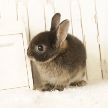 animal_image