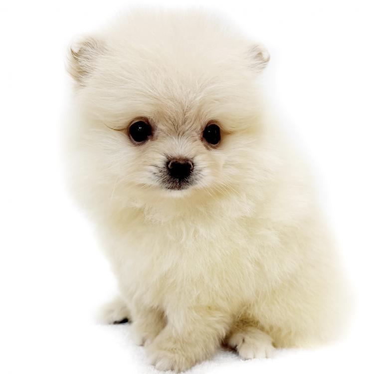 animal_image