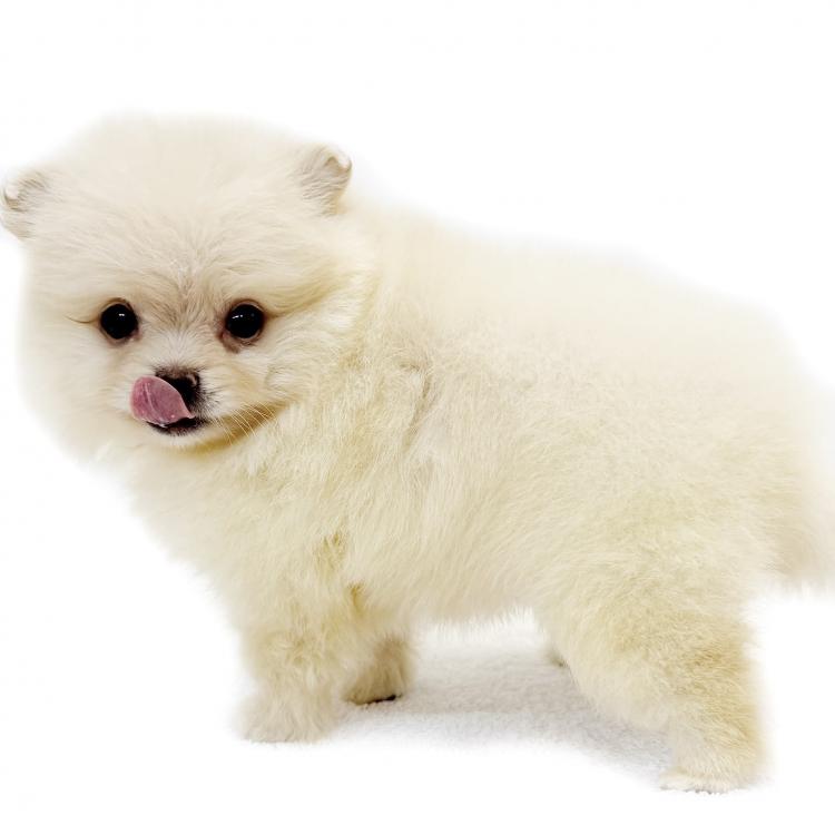 animal_image
