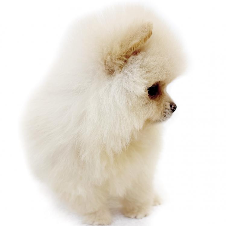 animal_image