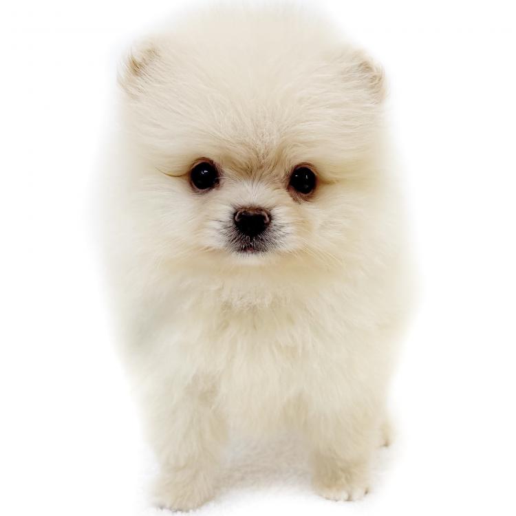 animal_image
