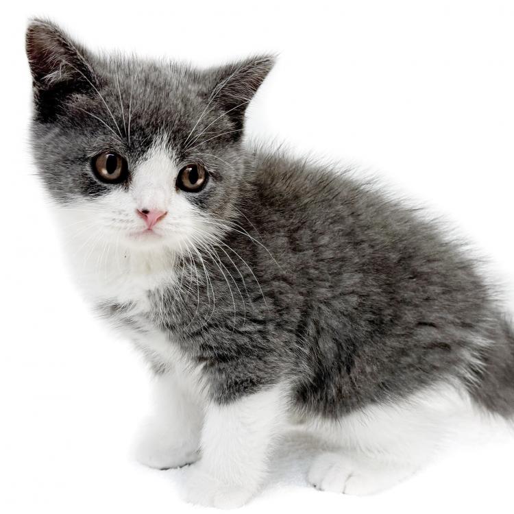 animal_image