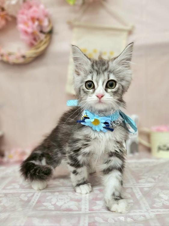 animal_image