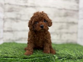 animal_image