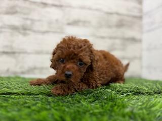 animal_image