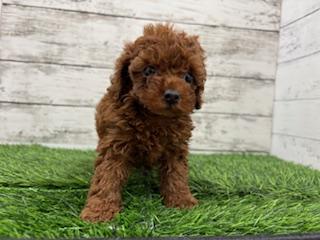 animal_image
