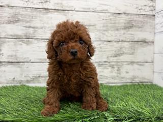 animal_image