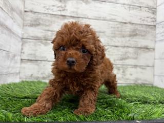 animal_image
