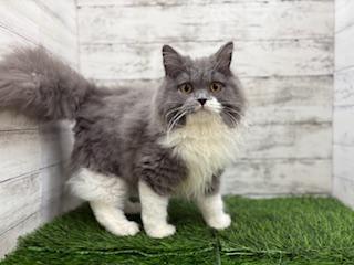 animal_image