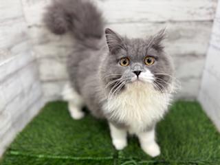 animal_image