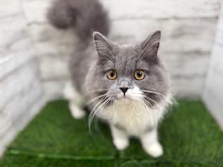 animal_image
