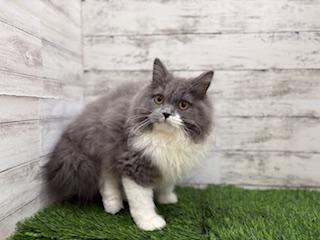 animal_image