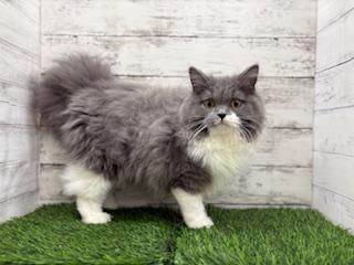animal_image